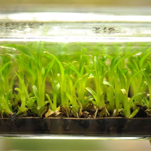 Picture of the product