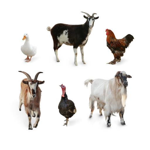 Picture of the product