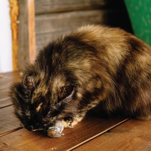 Picture of the product