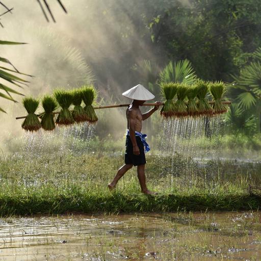 Picture of the product