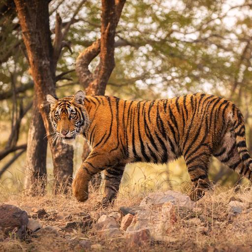 Picture of the product