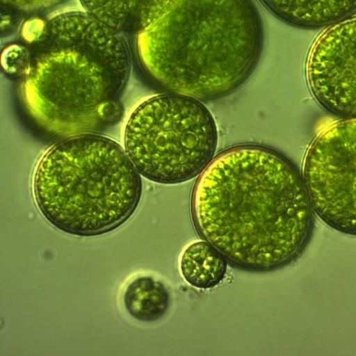 Picture of the product