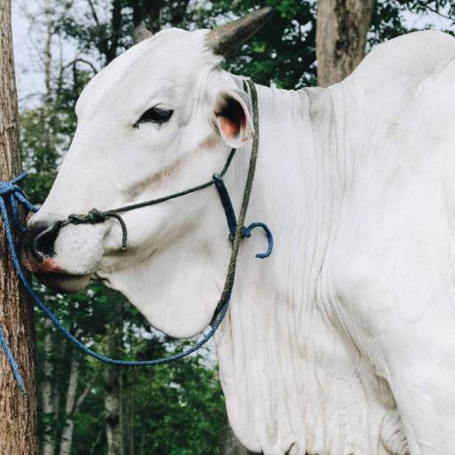 Picture of the product