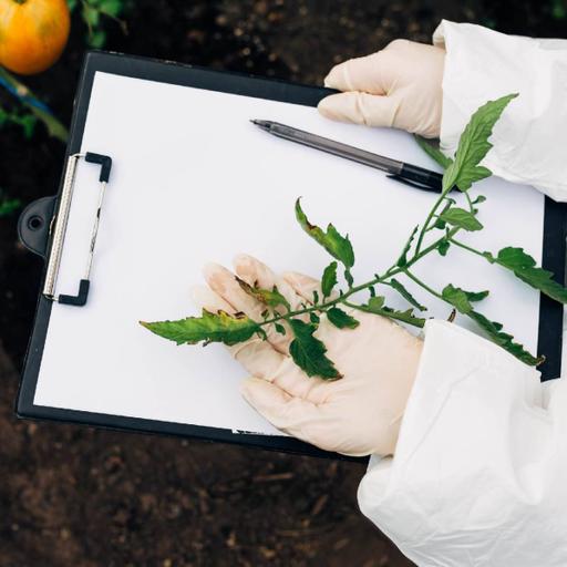 Picture of the product