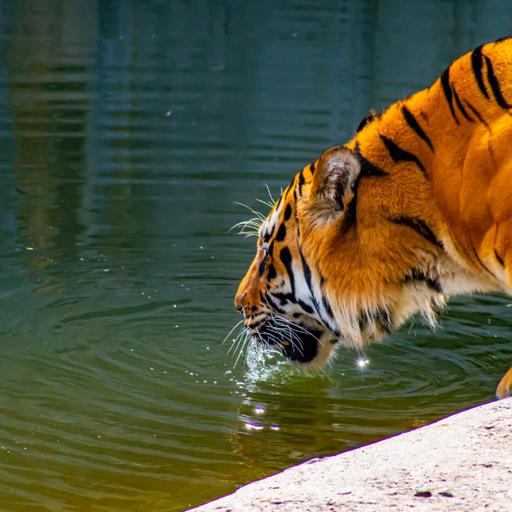 Picture of the product