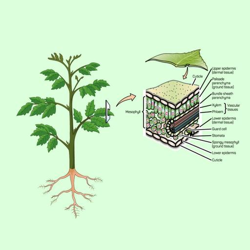 Picture of the product