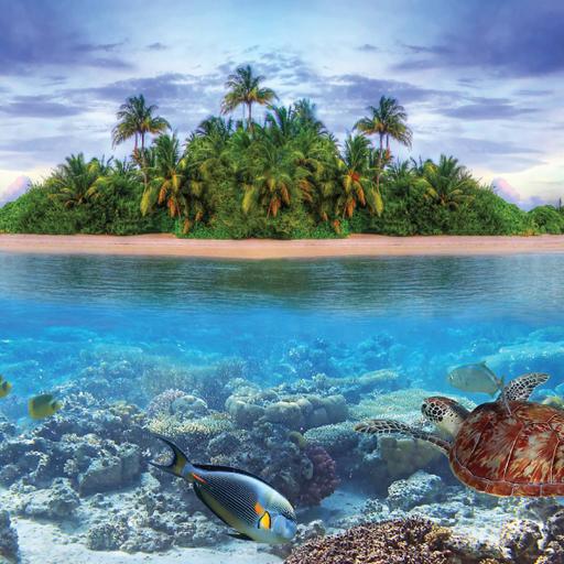 Picture of the product