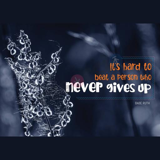 Picture of the product