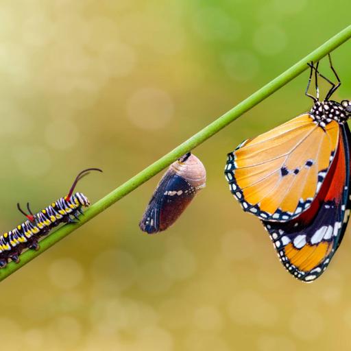 Picture of the product