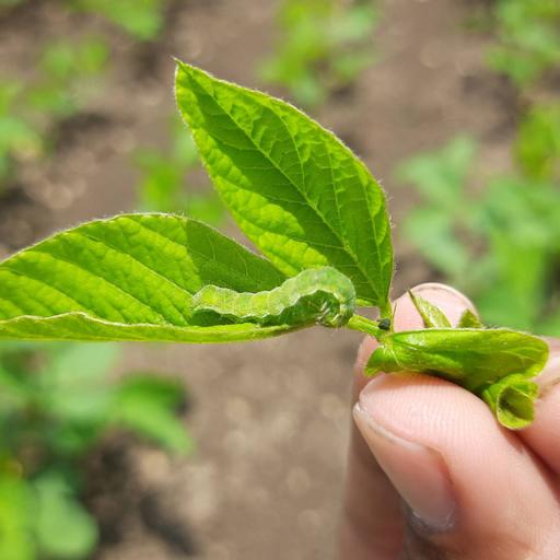 Picture of the product