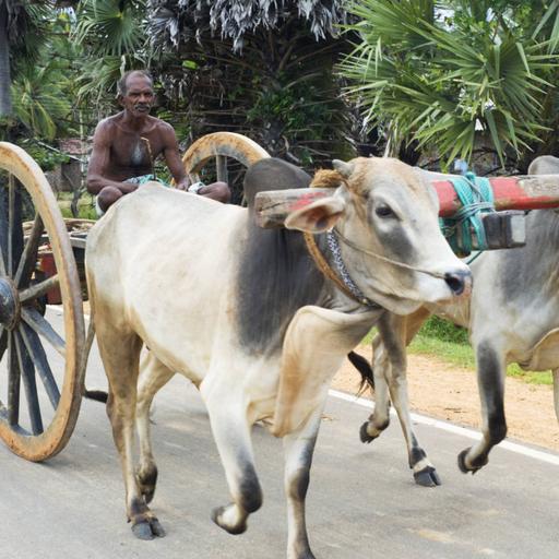 Picture of the product