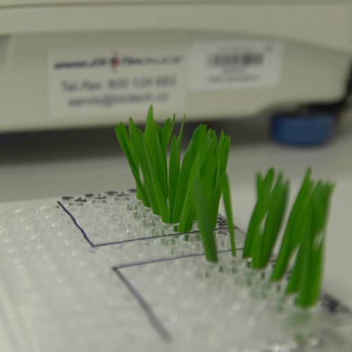 Picture of the product