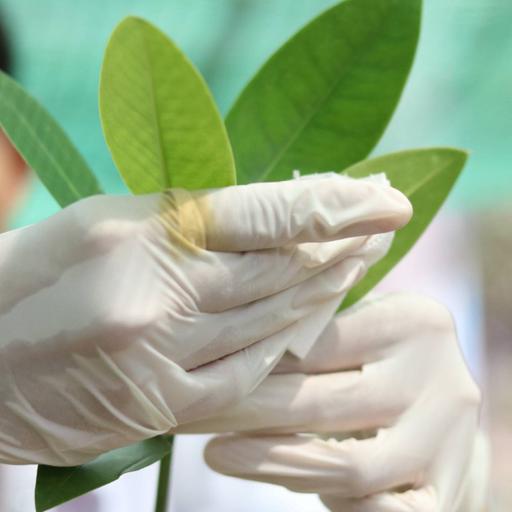 Picture of the product