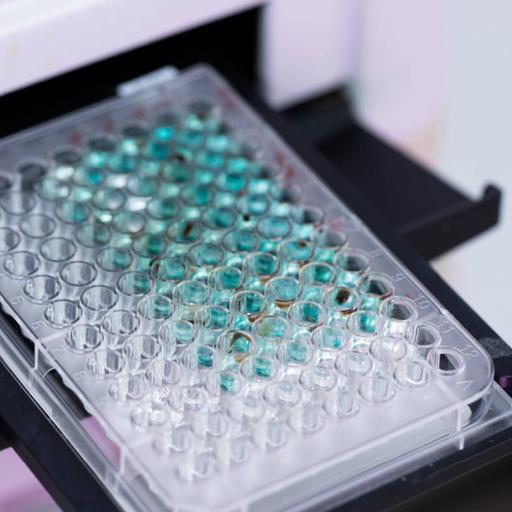 Picture of the product