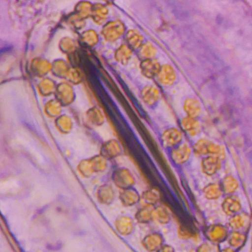 Picture of the product