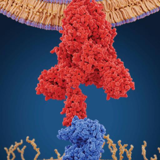 Picture of the product