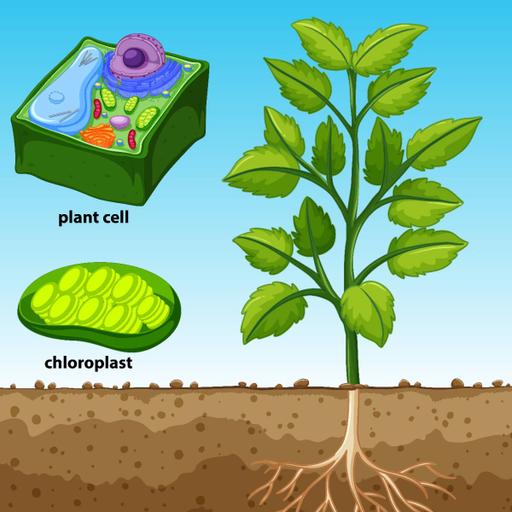 Picture of the product