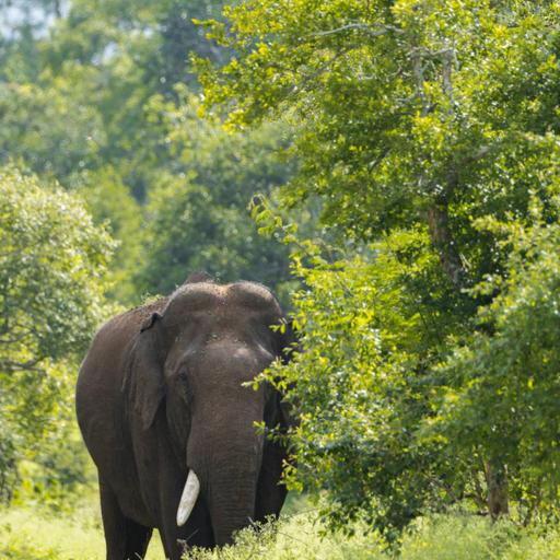 Picture of the product