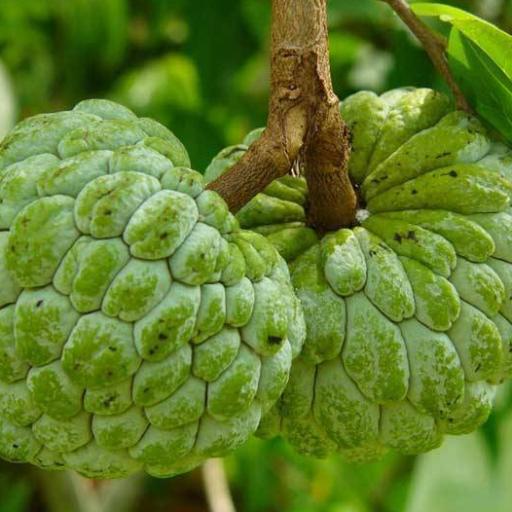 Picture of the product