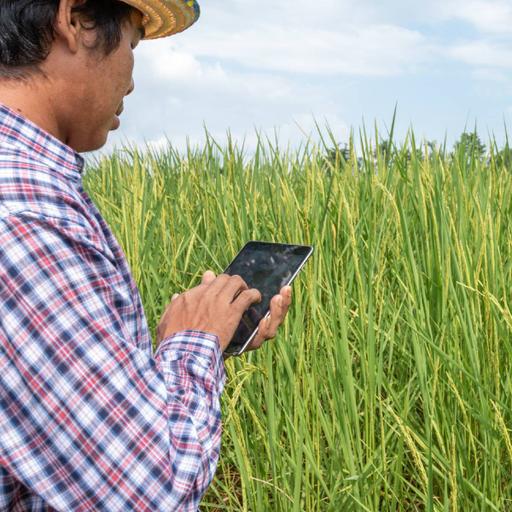 Picture of the product