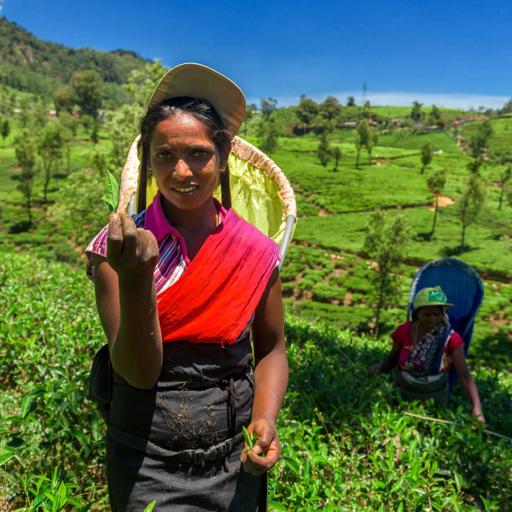 Picture of the product