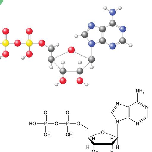 Picture of the product