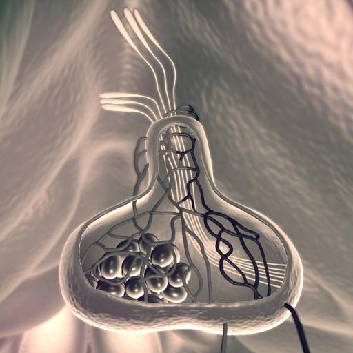 Picture of the product