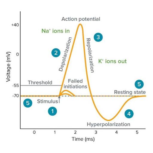 Picture of the product