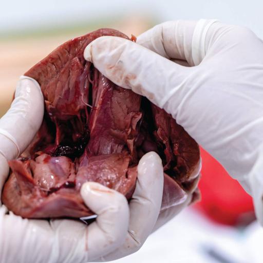 Picture of the product