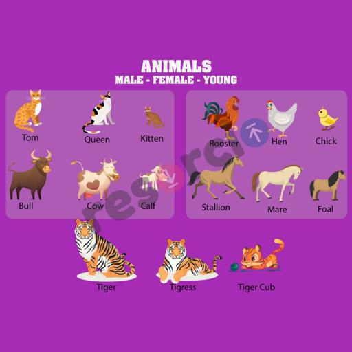 Animals - Male, Female, Young - Template 03